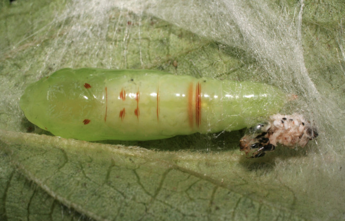  Fig.12 Vista ventral de pupa, <i>Chrysodeixis includens</i> (Noctuidae), se hizó pupa, 22 de Marzo 2009, Sector Rincon Rain Forest, Finca Aurita 460mts. (09-SRNP-40294-DHJ452212.jpg).