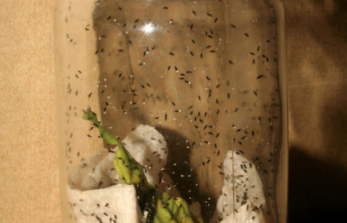 Fig.13 Vista de parásito eclosionados de <i>Copidosoma floridanum</i> (Encyrtidae) 24 de enero 2007, Buenos Aires, Finca Tomate, 360mts. (07-SRNP-231-DHJ418281.jpg).