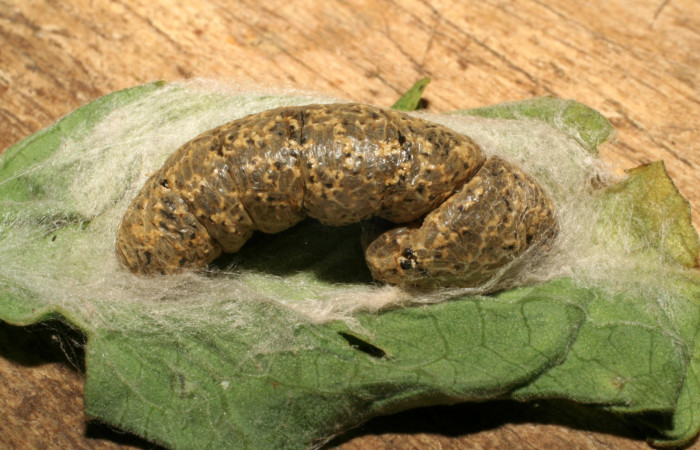 Fig.14 vista de cadáber de larva [I]Chrysodeixis includens[/I] (Noctuidae) parásitado por <i>Copidosoma floridanum</i> Encyrtidae.24 de enero 2007, Buenos Airea, Finca Tomate, 360mts, (07-SRNP-226-DHJ418279.jpg)