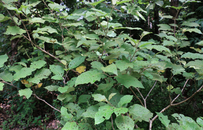 Fig.15 observamos  planta <i>Solanum turbum</i> (Solanaceae) hospedera de <i>Chrysodeixis includens</i> (Noctuidae).  Foto tomada por Elieth Espinoza, 8 de noviembre 2018, Sector Pailas, plataforma 16, 752mts.