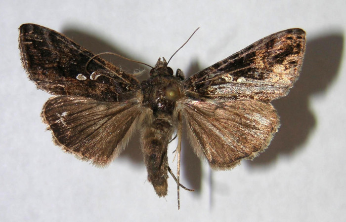 Fig.3  Vista dorsal macho, <i>Chrysodeixis includens</i> (Noctuidae). Eclosionó, 25 de Enero 2007 Sector Buenos Aires, Finca tomate 360mts. (07-SRNP-221-DHJ366046.jpg)