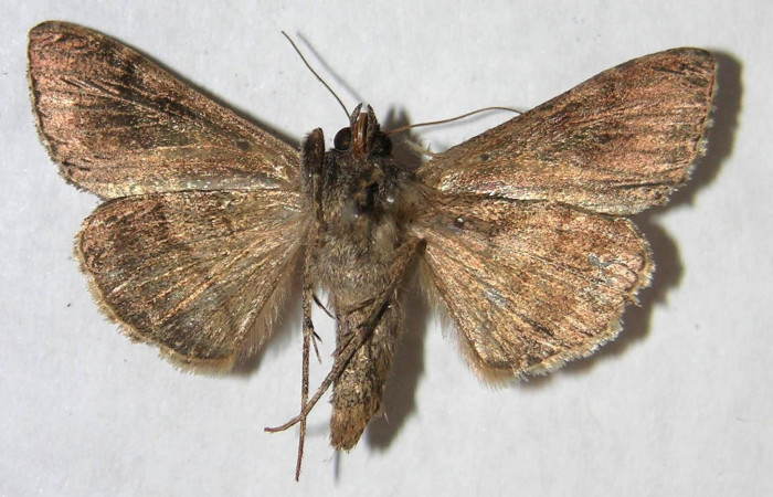 Fig.4 Vista ventral macho, <i>Chrysodeixis includens</i> (Noctuidae). Eclosionó, 25 de Enero 2007 Sector Buenos Aires, Finca tomate 360mts. (07-SRNP-221-DHJ366047.jpg.)