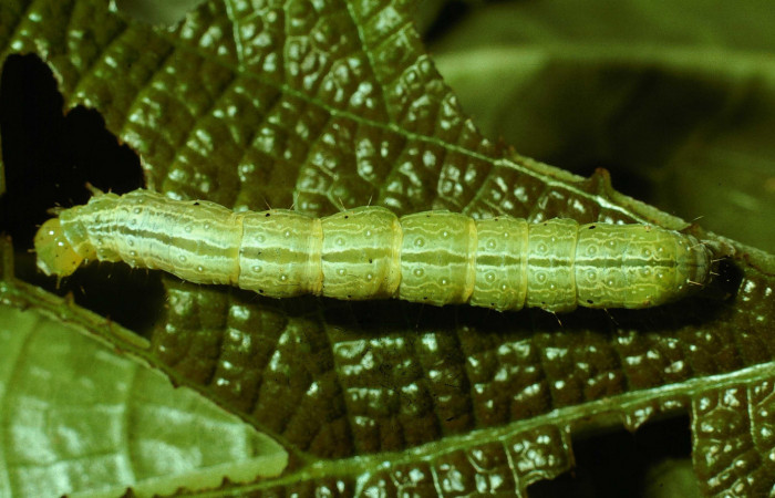Chrysodeixis includens (Noctuidae) Área de Conservación Guanacaste