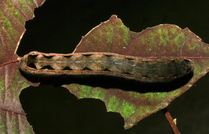 Figura 9. [i[Spodoptera androgea</i> (Noctuidae). Último estadio. Vista dorsal. Voucher: 05-SRNP-4332-DHJ402814.jpg.