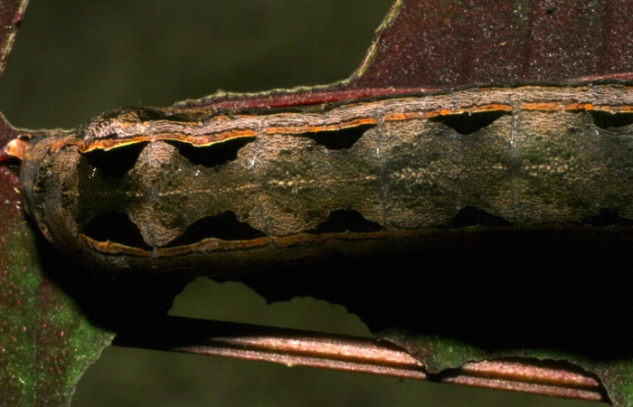 Figura 10. <i>Spodoptera androgea</i> (Noctuidae). Último estadio. Vista dorsal. Voucher: 05-SRNP-4332-DHJ402815.jpg.