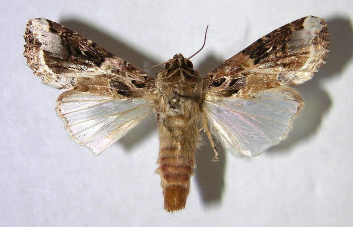 Figura 2. Adulto de <i>Spodoptera androgea</i> (Noctuidae). Vista dorsal. Voucher: 06-SRNP-6863-DHJ364894.