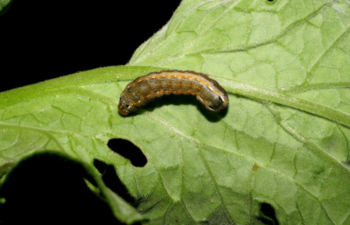 Figura 3.Larva de <i>Spodoptera latifascia</i> (Noctuidae) en planta de tomate <i>Solanum lycopersicum</i> (Solanaceae). Vista dorsal. Voucher: 07-SRNP-141-DHJ419279.jpg.
