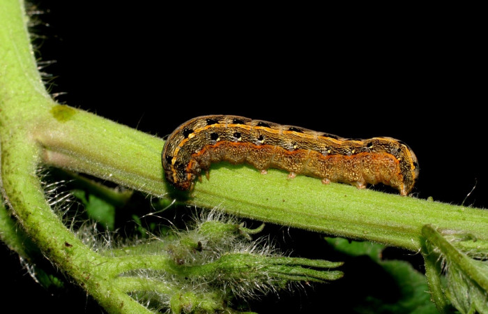 Figura 4. Larva de <i>Spodoptera latifascia</i> (Noctuidae) en planta de tomate <i>Solanum lycopersicum</i> (Solanaceae).Vista lateral. Voucher: 07-SRNP-80-DHJ419235.jpg.