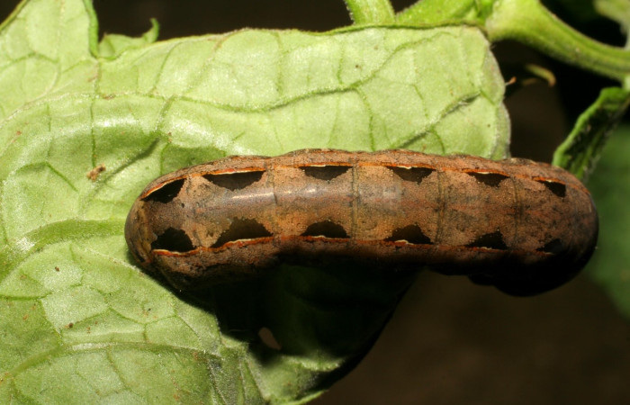 Figura 8. <i>Spodoptera latifascia</i> (Noctuidae). Último estadio. Parte dorsal. Voucher: 07-SRNP-82-DHJ418197.jpg.