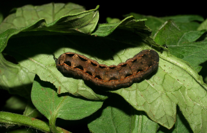 Figura 7. <i>Spodoptera latifascia</i> (Noctuidae). Último. Parte dorsal. Voucher: 07-SRNP-82-DHJ419241.jpg.