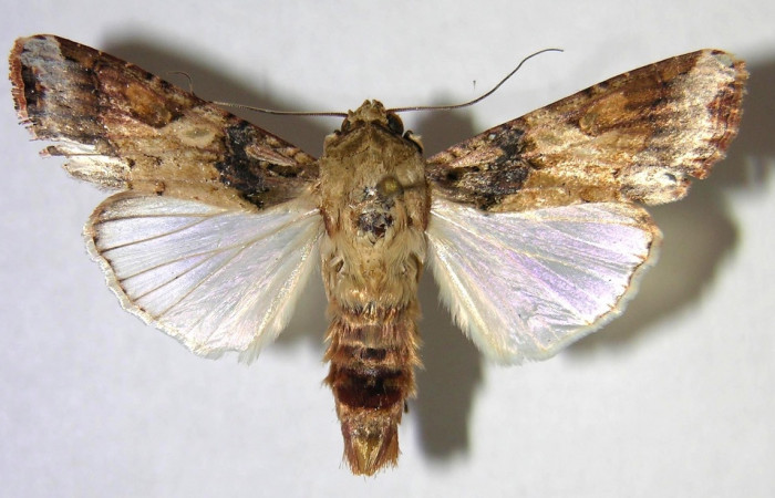 Figura 15. Adulto de <i>Spodoptera latifascia</i> (Noctuidae). Vista dorsal. Voucher: 07-SRNP-832-DHJ372434.