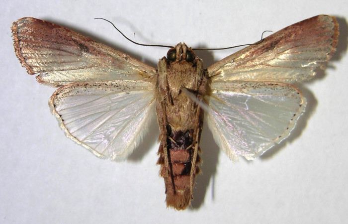 Figura 16. Adulto de <i>Spodoptera latifascia</i> (Noctuidae). Vista ventral. Voucher: 07-SRNP-832-DHJ372435.