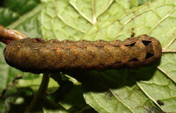 Figura 11. <i>Spodoptera latifascia</i> (Noctuidae). Último estadio. Parte dorsal. Voucher:10-SRNP-35495-DHJ477433.jpg.