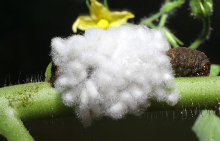 Figura 14. <i>Spodoptera latifascia</i> (Noctuidae) cubierta por un capullos de microavispas de <i>Cotesia scotti</i> (Braconidae). Parte dorsal. Voucher:14-SRNP-80113-DHJ714094.jpg.