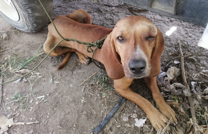 8 de enero 2023  Foto: Brigada de Prevención Protección y Control del ASP- ACG    Pijije de Bagaces