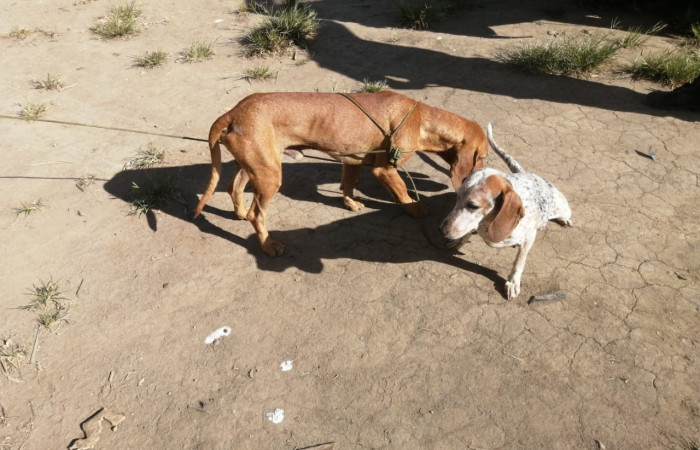 8 de enero 2023  Foto: Brigada de Prevención Protección y Control del ASP- ACG    Pijije de Bagaces