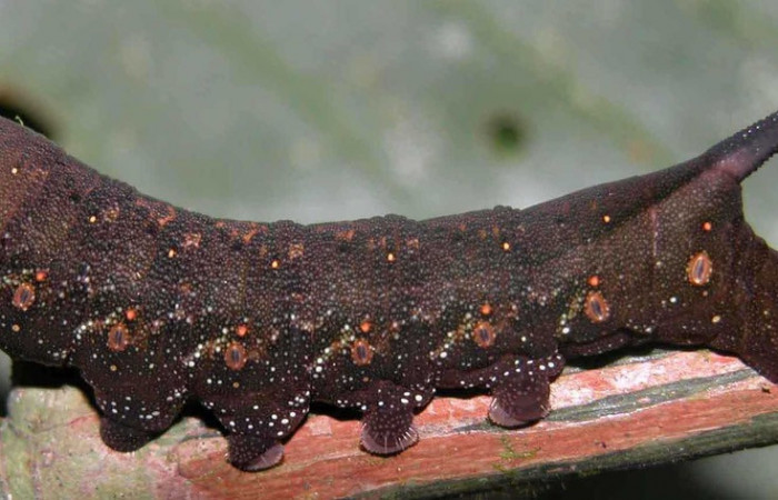 Fig. 03. Larva de <i>Xylophanes cyrene</i>, último estadío, vista lateral, 50mm de longitud. Voucher: 03-SRNP-20005-DHJ90016.jpg.