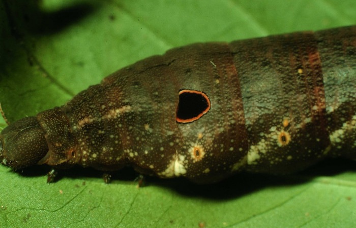 Fig.04. Larva de <i>Xylophanes cyrene</i>, último estadío, vista lateral del torax, 88mm de longitud. Voucher: 97-SRNP-1308-DHJ41291.jpg.