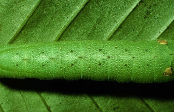 Fig.05. Larva de <i>Xylophanes cyrene</i>, penúltimo estadío, vista dorsal, 40mm de longitud. Voucher: 97-SRNP-1308-DHJ41285.jpg.