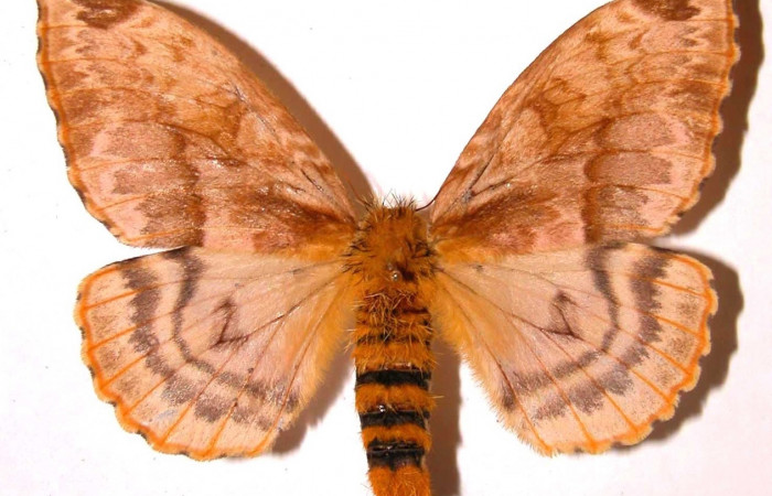 Fig. 11 Adulto <i>Molippa nibasa</i> (Saturniidae), mide 95mm. Area Administrativa, Sector Santa Rosa, 295m. 95-SRNP-4559.16-DHJ36364.jpg