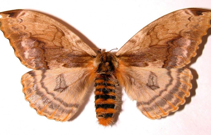 Fig. 1 Adulto [I]Molippa simillima</i> (Saturniidae), hembra vista dorsal mide 95mm.Sendero Maritza, Sector Cacao, 760m. 01-SRNP-21258-DHJ35878.