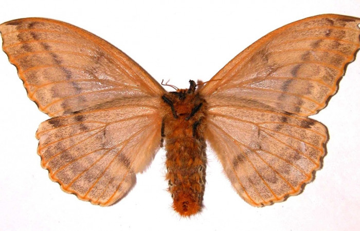 Fig. 1 Adulto [I]Molippa simillima</i> (Saturniidae), hembra vista dorsal mide 95mm.Sendero Maritza, Sector Cacao, 760m. 01-SRNP-21258-DHJ35879.