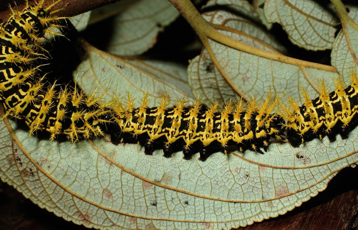 Fig. 3 Larva <i>Molippa simillima</i>(Saturniidae), en grupo, mide 48mm. Sendero Maritza, Sector Cacao, 760m. 01-SRNP-21236-DHJ62286.jpg