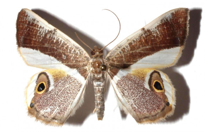  Adulto en posición dorsal de <i>Opisthoxia cluana</i> (Geometridae). Sector Santa Maria, Sendero Fosa. Voucher  17-SRNP-35380-DHJ931200.