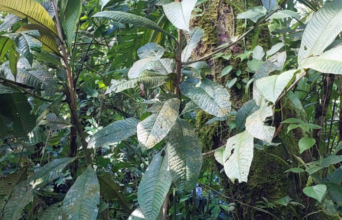  <i>Ardisia auritculata</i> (Primulaceae), planta hospedera de <i>Opisthoxia amabilis</i> (Geometridae). Sector San Cristóbal, Sendero Perdido. Foto, Elda Araya, 18 Enero 2023.
