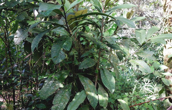  <i>Ardisia auritculata</i> (Primulaceae), planta hospedera de <i>Opisthoxia amabilis</i> (Geometridae). Sector San Cristóbal, Sendero Perdido. Foto, Elda Araya, 18 Enero 2023.
