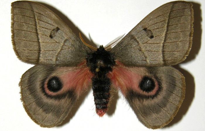 Fig. 1 Vista dorsal del macho <i>Automeris managuana</i> (Saturniidae). (03-SRNP-38207-DHJ303756).