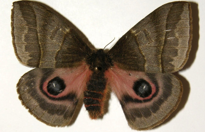 Fig. 3 Vista dorsal de la hembra <i>Automeris managuana</i> (Saturniidae). (04-SRNP-47008-DHJ303758).