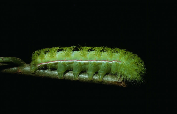 Fig. 5 Vista lateral del último estadio de la oruga de <i>Automeris managuana</i> (Saturniidae). (03-SRNP-38209-DHJ80521).