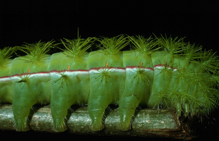 Fig. 6 Vista de línea lateral de la oruga de <i>Automeris managuana</i> (Saturniidae). (03-SRNP-38209-DHJ80524).