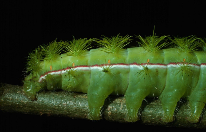 Fig. 7 Vista de los últimos segmentos con el final de la línea lateral de <i>Automeris managuana</i> (Saturniidae). (03-SRNP-38209-DHJ80525).
