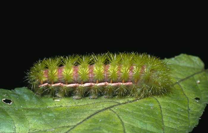 Fig. 9 vista lateral de <i>Automeris managuana</i> (Saturniidae). (04-SRNP-1125-DHJ81684).