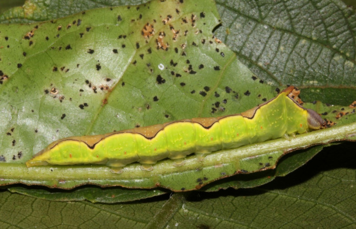 Figura 1. Larva <i>Ginaldia luculenta</i> (Notodontidae), color verde fosforescente en los laterales, en el dorso es color café en forma de rombos, posición lateral, mide 32 mm aproximadamente. Planta hospedera <i>Vochysia guatemalensis</i>, (Vochysiaceae). Voucher: 20-SRNP-40123-DHJ767929.jpg.