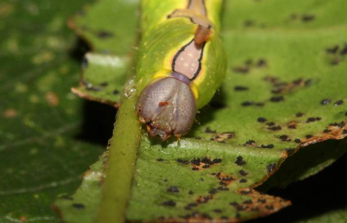 Figura 3. Larva <i>Ginaldia luculenta</i> (Notodontidae), color verde fosforescente en los laterales, en el dorso es color café, posición frontal, mide 32 mm aproximadamente. Planta hospedera <i>Vochysia guatemalensis</i>, (Vochysiaceae). Voucher: 20-SRNP-40123-DHJ767932.jpg.