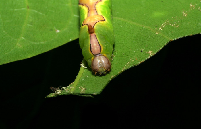 Figura 4. Larva <i>Ginaldia luculenta</i> (Notodontidae), color verde fosforescente en los laterales, en el dorso es color café, posición frontal, mide 32 mm aproximadamente. Planta hospedera <i>Vochysia guatemalensis</i>, (Vochysiaceae). Voucher: 06-SRNP-31415-DHJ412593.jpg.