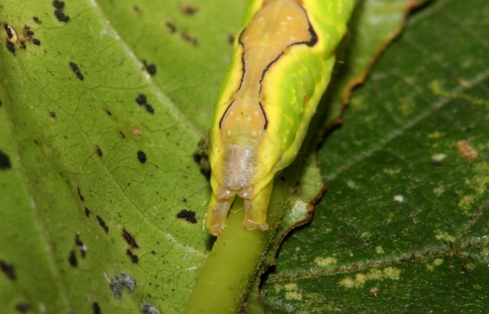 Figura 5. Larva <i>Ginaldia luculenta</i> (Notodontidae), color verde fosforescente en los laterales, en el dorso es color café, posición trasera, mide 32 mm aproximadamente. Planta hospedera <i>Vochysia guatemalensis</i>, (Vochysiaceae). Voucher: 20-SRNP-40123-DHJ767933.jpg.
