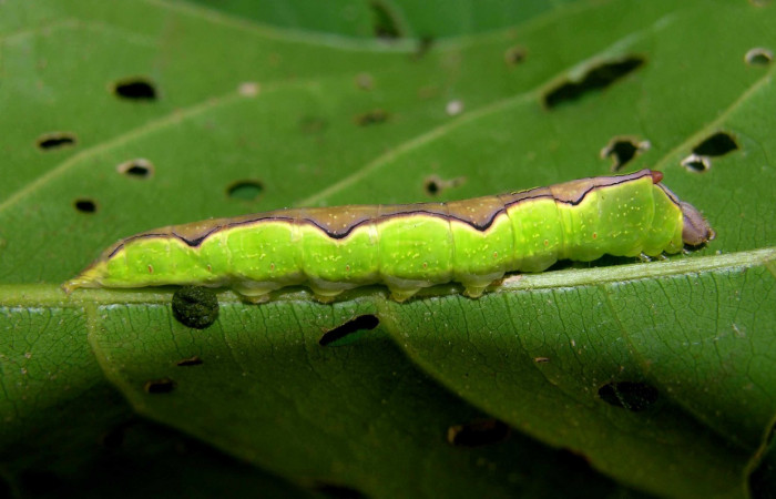 Figura 6. Larva <i>Ginaldia luculenta</i> (Notodontidae), color verde fosforescente en los laterales, en el dorso es color café, posición lateral, mide 40 mm aproximadamente. Planta hospedera <i>Vochysia guatemalensis</i>, (Vochysiaceae). Voucher: 05-SRNP-31348-DHJ404059.jpg.