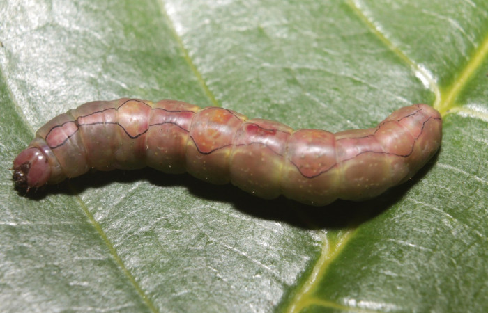 Figura 9. Prepupa <i>Ginaldia luculenta</i> (Notodontidae), color café claro, posición dorsal, mide 33 mm aproximadamente. Voucher:  Voucher:20-SRNP-46031-DHJ719930.jpg.