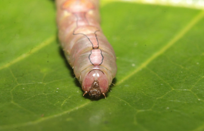 Figura 11. Prepupa <i>Ginaldia luculenta</i> (Notodontidae), color café claro, posición frontal, mide 33 mm aproximadamente. Voucher: 20-SRNP-46031-DHJ719933.jpg.