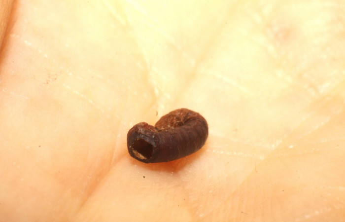 Figura 12. Restos de Prepupa <i>Ginaldia luculenta</i> (Notodontidae), color café, con hueco por donde salió el parásito rogJanzen01 Janzen01(Braconidae), Voucher: 09-SRNP-75174-DHJ476562.jpg.
