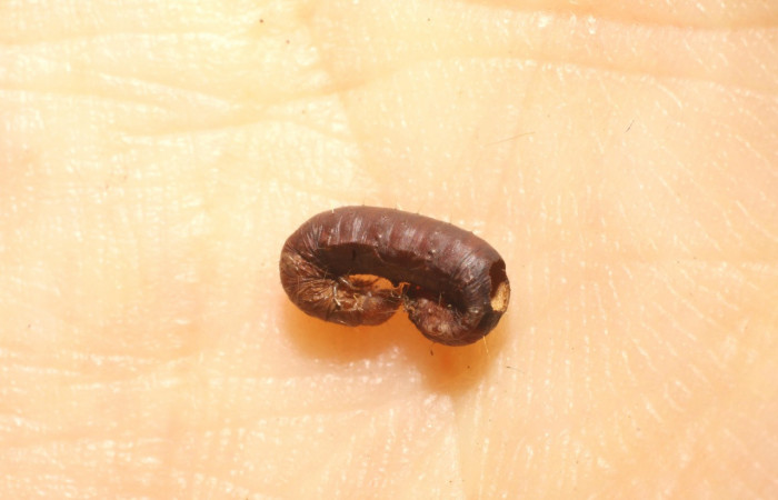 Figura 13. Restos de Prepupa <i>Ginaldia luculenta</i> (Notodontidae), color café, con hueco por donde salió el parásito rogJanzen01 Janzen01(Braconidae), Voucher: 09-SRNP-75174-DHJ476563.jpg.