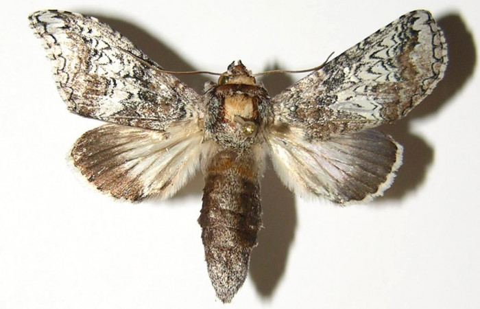 Figura 14.Adulto<i>Ginaldia luculenta</i> (Notodontidae), color café claro, posición dorsal, mide 39 mm aproximadamente. Voucher: 04-SRNP-2820-DHJ300768.