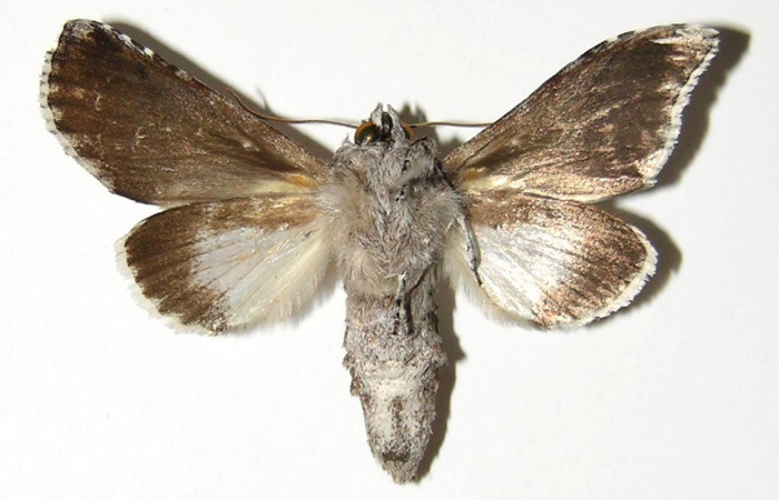 Figura 15.Adulto<i>Ginaldia luculenta</i> (Notodontidae), color café claro, posición ventral, mide 39 mm aproximadamente. Voucher: 04-SRNP-2820-DHJ300769.