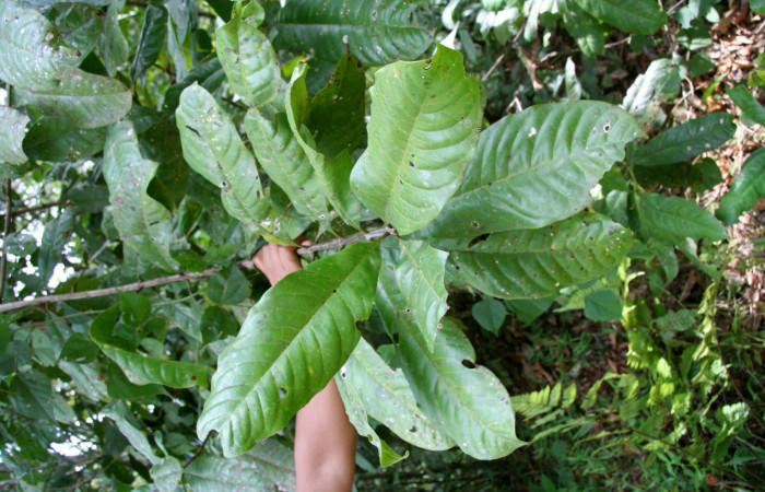 Figura 16.Planta de <i>Vochysia guatemalensis</i>(Vochysiaceae), rama, Foto Jorje Hernandez, septiembre 2008. Voucher: BioBot05126-BB020689.JPG.