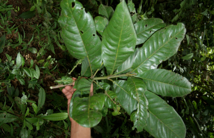 Figura 17.Planta de <i>Vochysia guatemalensis</i>(Vochysiaceae), rama, Foto Jorje Hernandez, septiembre 2008. Voucher: BioBot05128-BB020700.JPG.