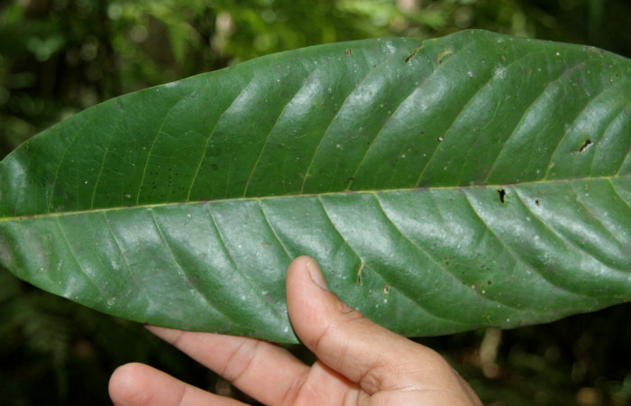 Figura 19.Planta de <i>Vochysia guatemalensis</i>(Vochysiaceae), parte haz de la hoja Foto Jorje Hernandez, septiembre 2008. Voucher: BioBot05128-BB020701.JPG.